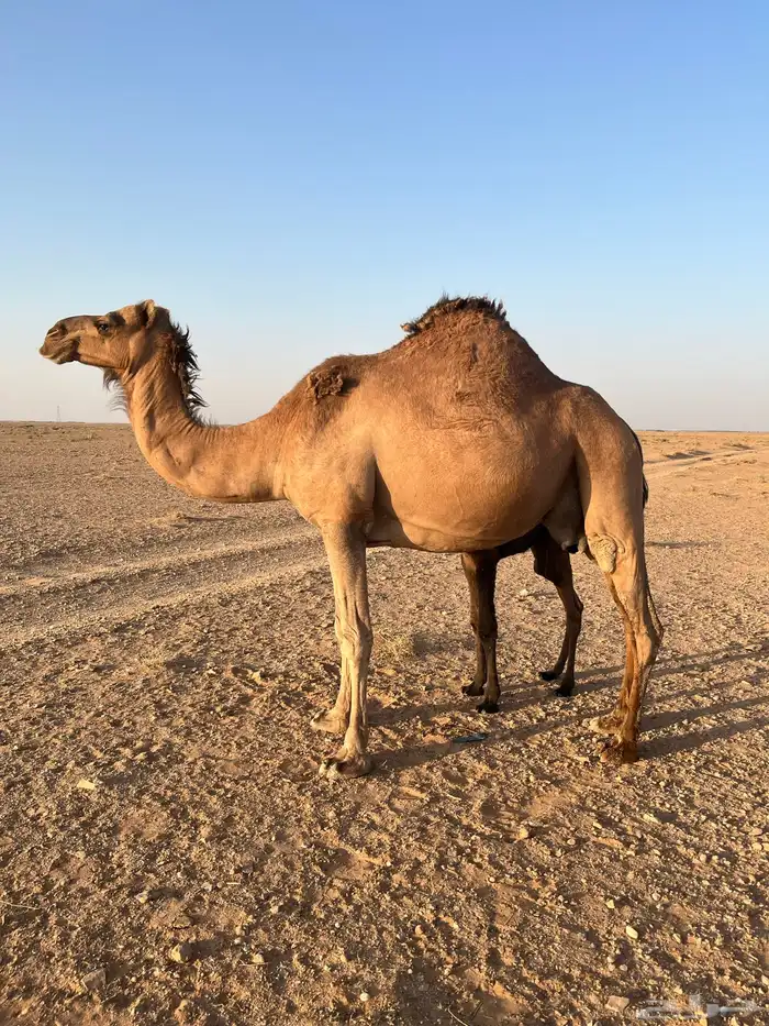 خلفه مصغر والده لها أسبوع ساحليه 2