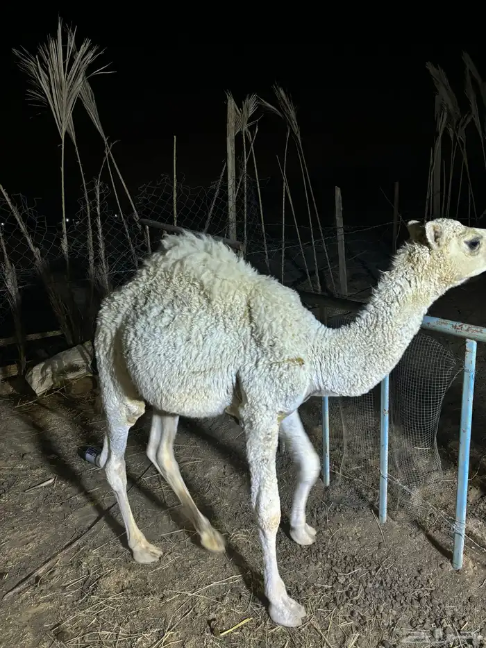 قعود طيييبب 2