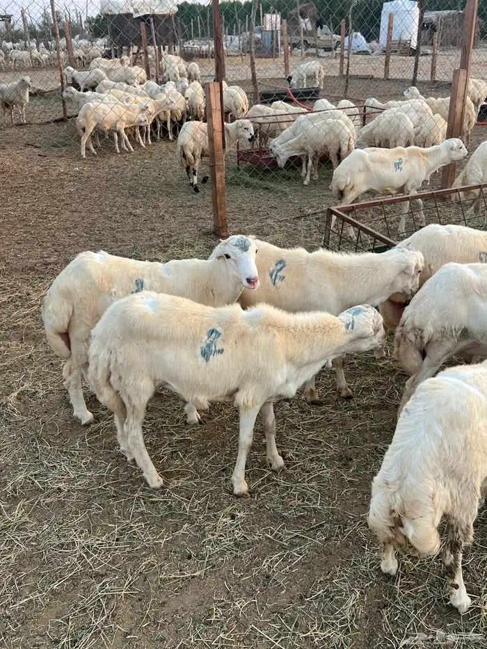 خرفان يمني طيبه 2