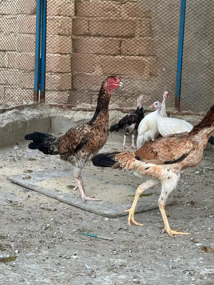 دجاج شامو ياباني 7