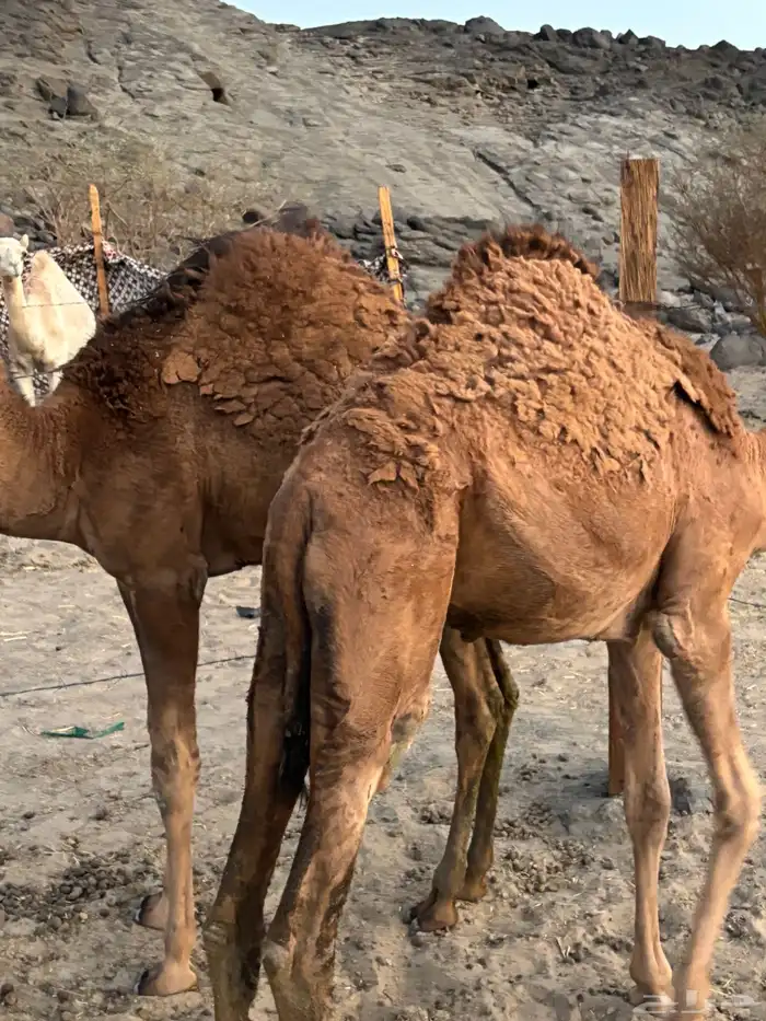 قعدان حمر للبيع 1