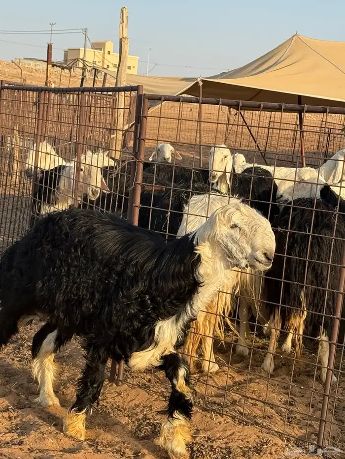 خروف نجدي 3