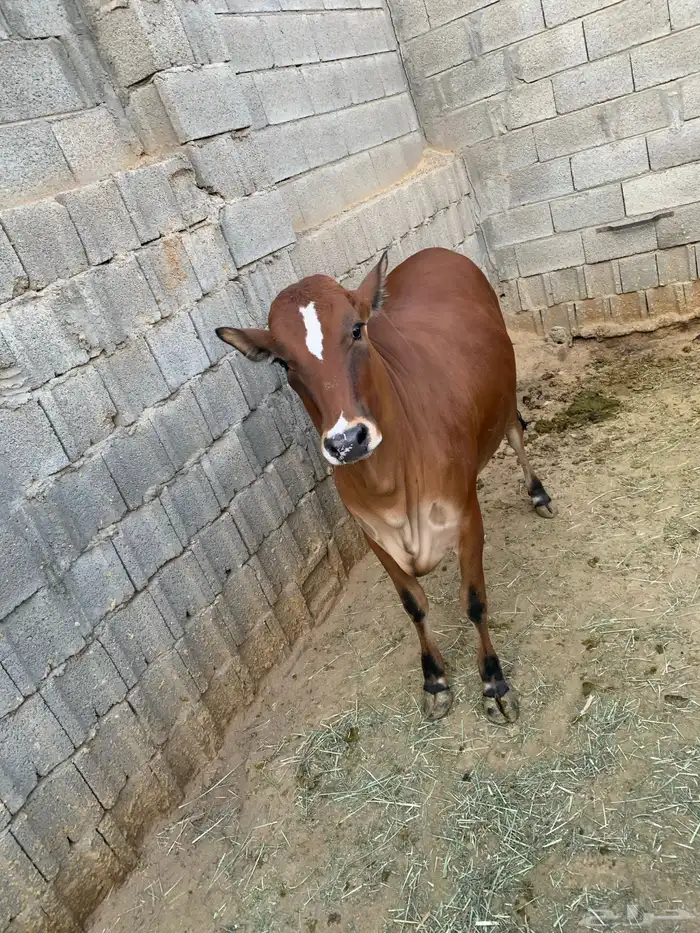 حسيله طيبه جدا جدا صغيره 6