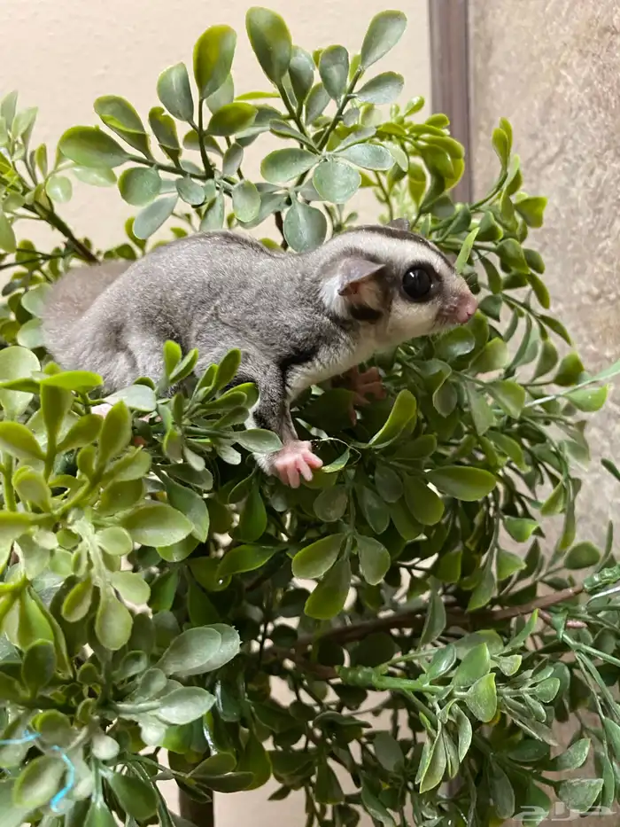 شوقر قلايدر - السنجاب الطائر SugarGlider 15