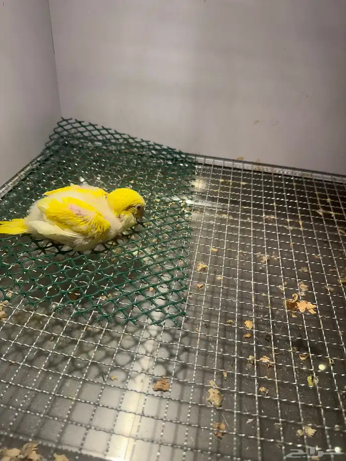 فرخ كويكر ( تم البيع ) 0