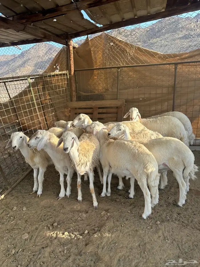 طليان جبره من إنتاج المراح 1