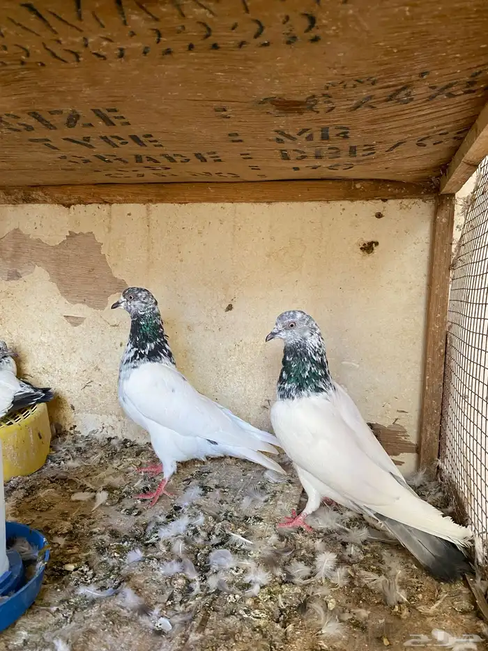 للبيع جوز باكستاني بعيالة 0