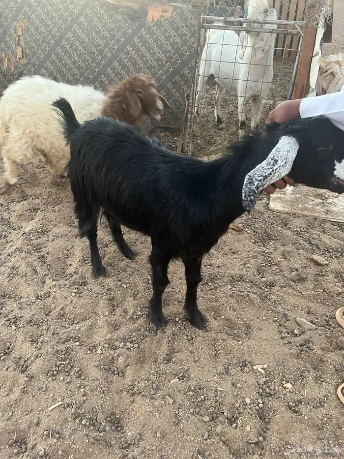 جفره للبيع 1