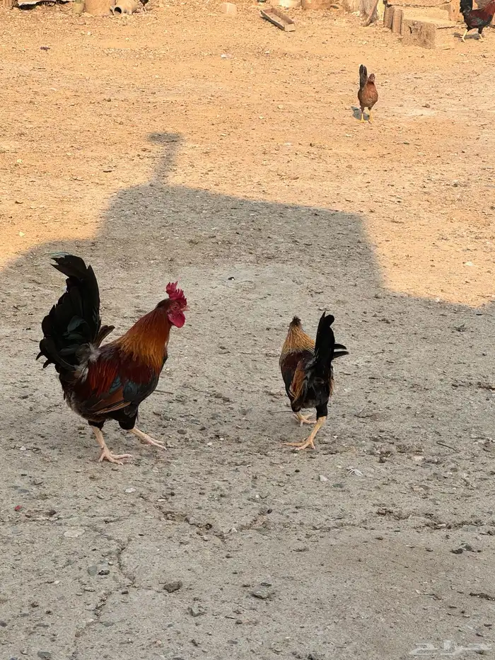 دجاج عربي دجاج جبنيز ديك رومي للبيع 70