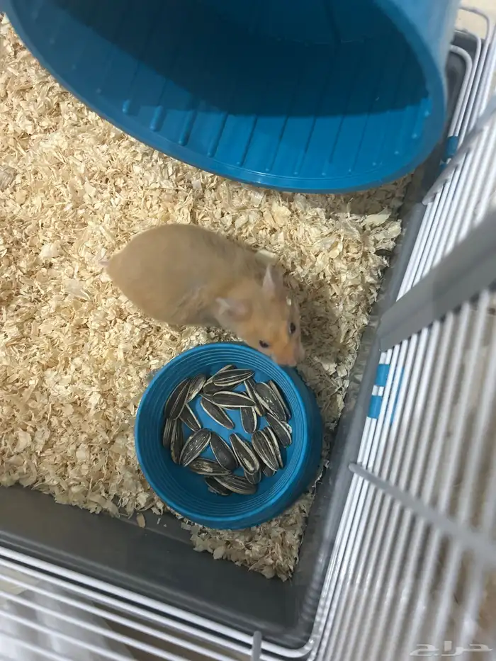 هامستر للبيع أنثى العمر شهرين (160) مع القفص و نشارة الخشب 0
