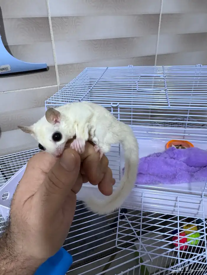 سنجاب شوقر قلايدر 6