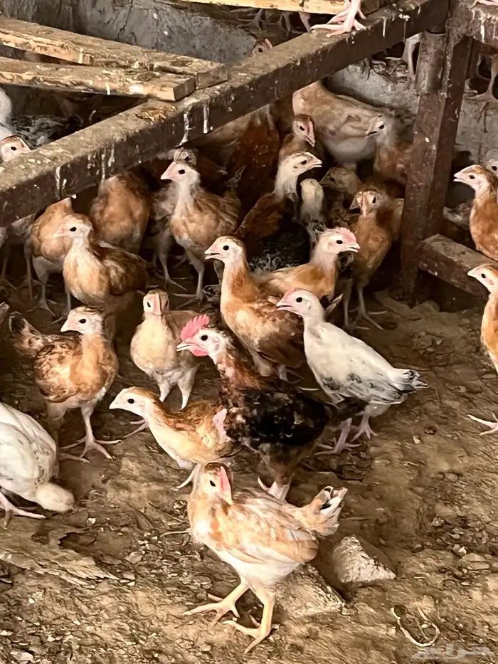 دجاج للبيع 5
