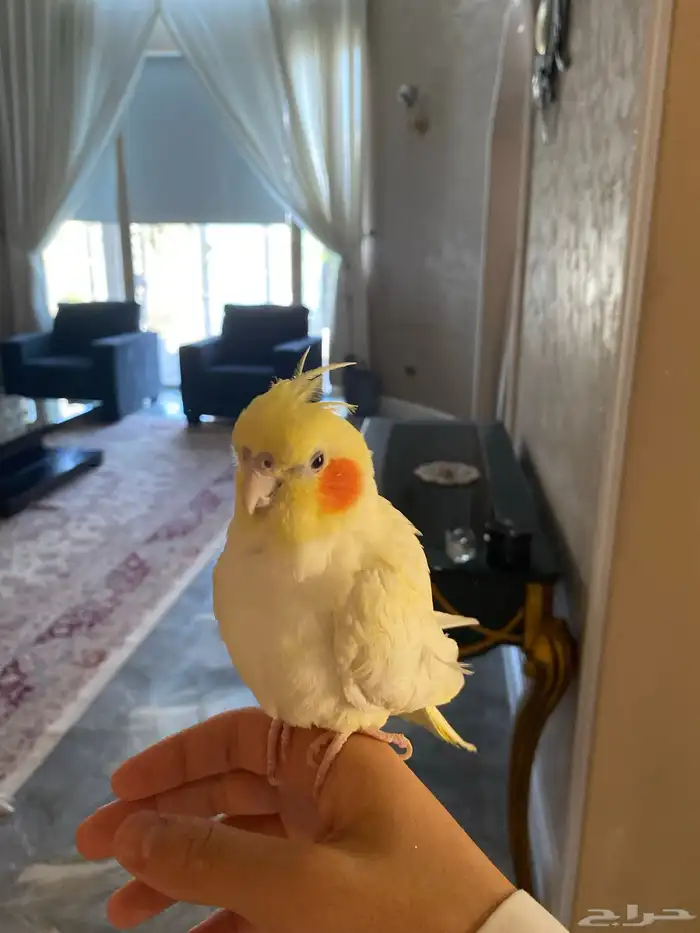 جوز كروان 3