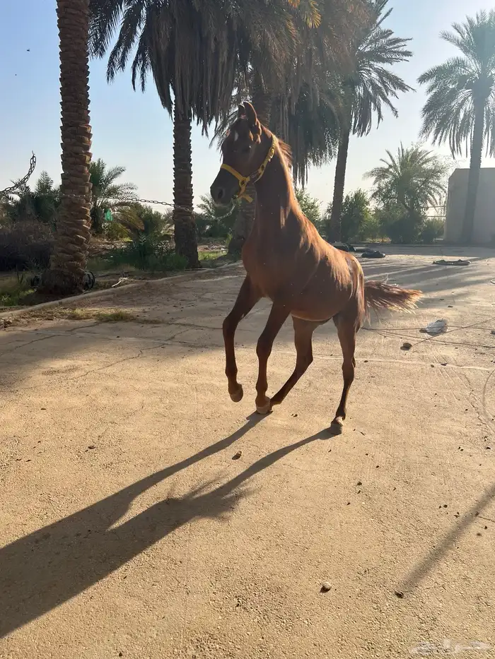 للبيع مهر اهو 3
