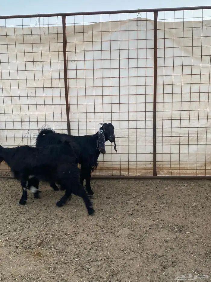 جفار ( تم البيع ) 11