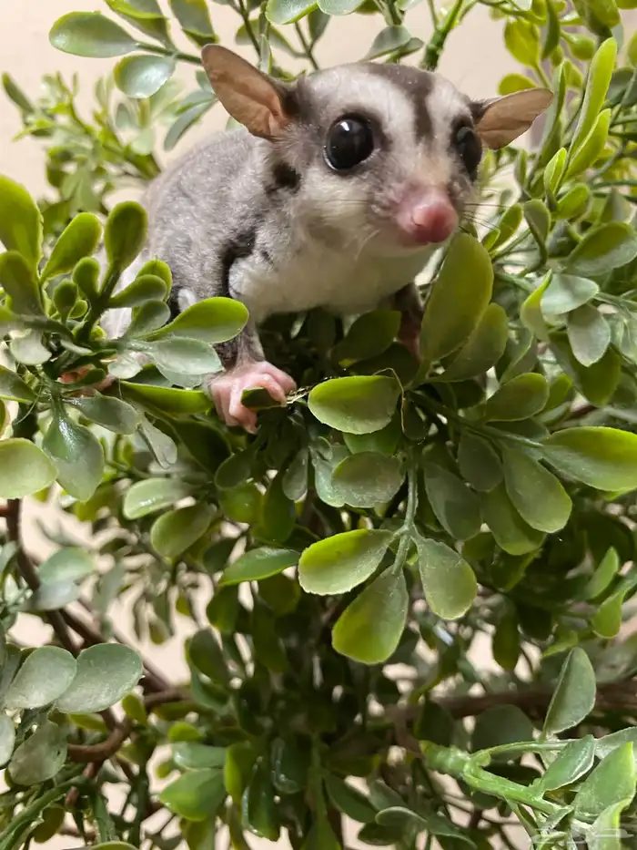 شوقر قلايدر - السنجاب الطائر SugarGlider 11