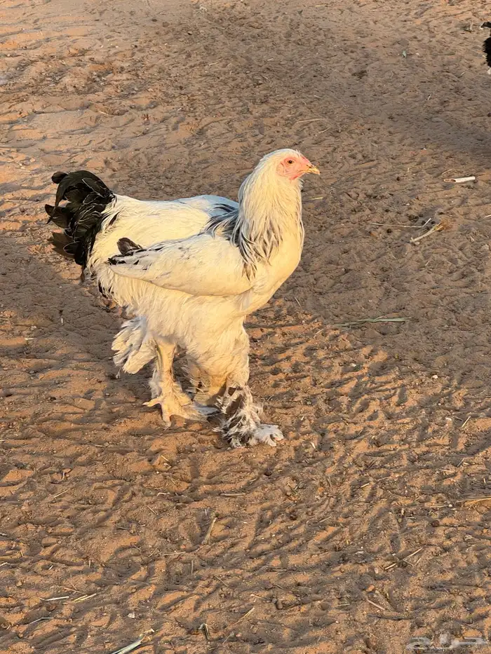 دجاج ابراهما كولمبي اصل 2