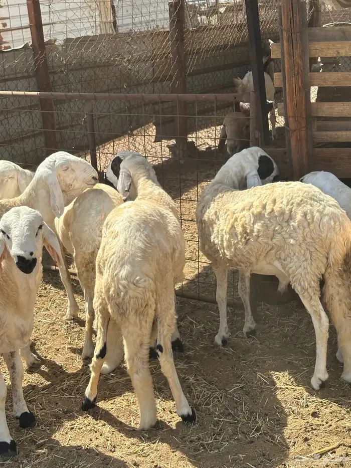 ذبايح الوسام حري سواكن ثلاجه مناسبات 23