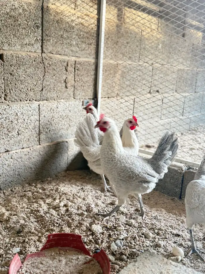 دجاج 2