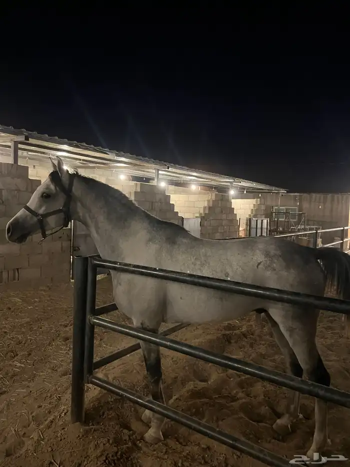مربط اسطبل النجايب إيواء الخيل شمال الرياض 3