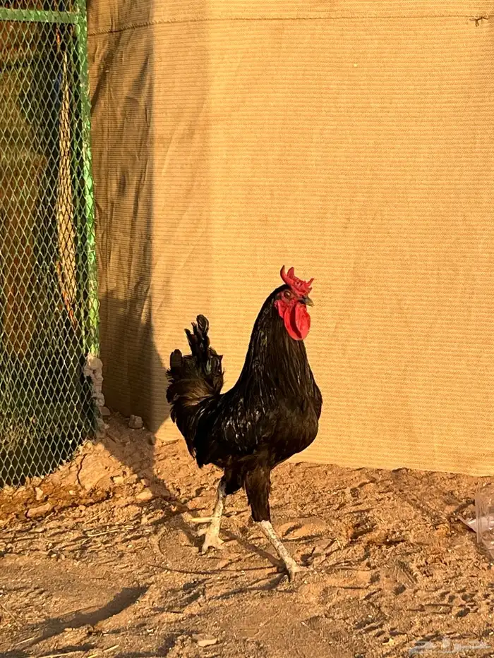 للبيع ديك ابو تاج عربي 0