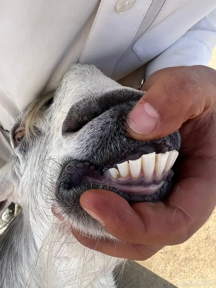 عنز سديس سن وديس شرط مافحصتها جرمها طيب وجفره اربع شهور 2