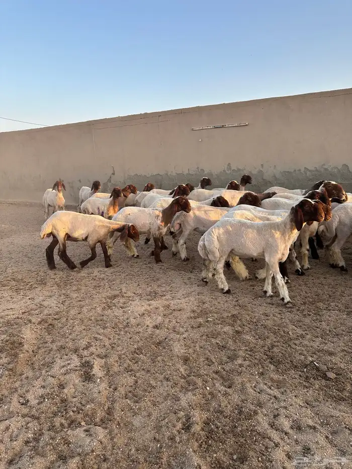 جذعات أنعيم طيبه ( تم البييع ) 11