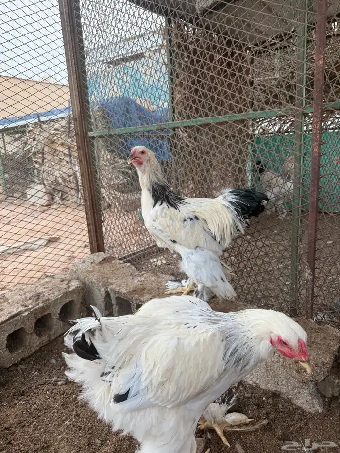 للببع ديوك براهما كولمبي كونك احجام توب 4
