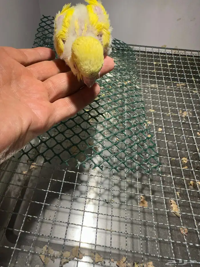 فرخ كويكر ( تم البيع ) 5