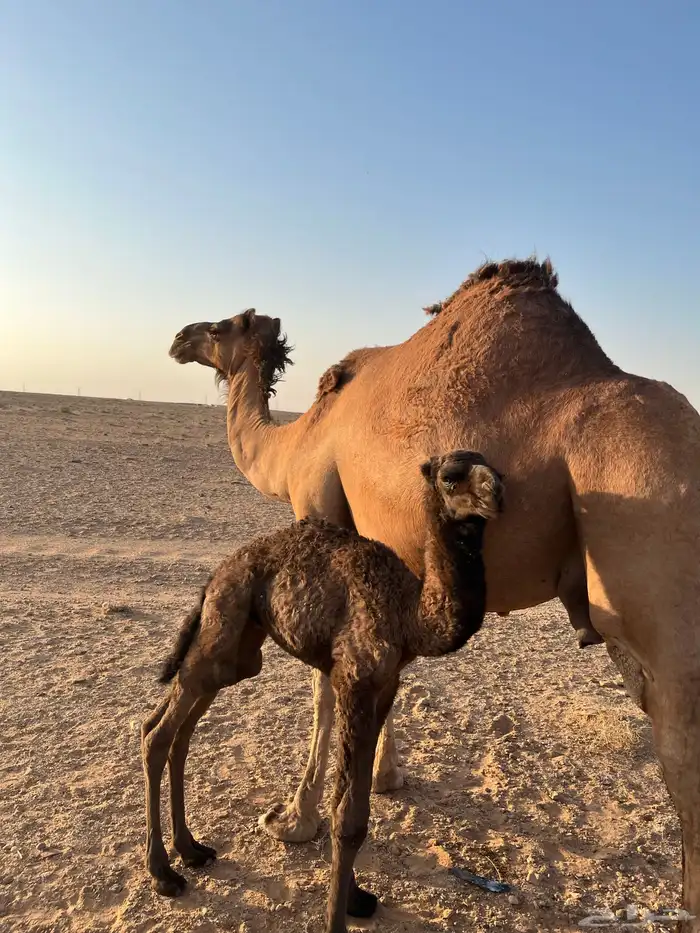 خلفه مصغر والده لها أسبوع ساحليه 7