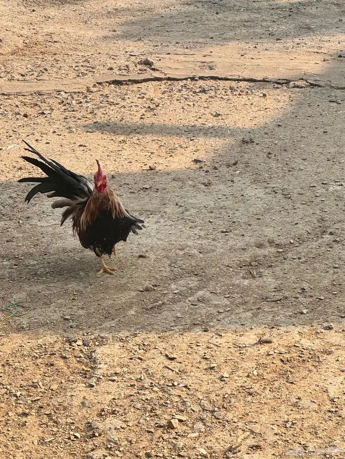 دجاج عربي دجاج جبنيز ديك رومي للبيع 65