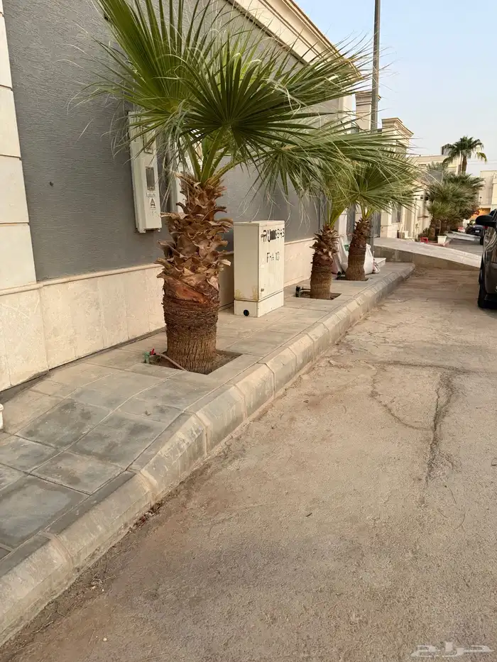 نخل واشنطن ارتفاع متر 1