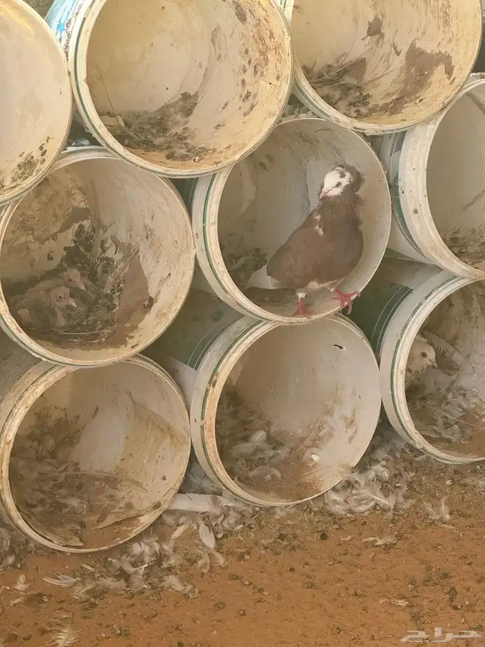 حمام بلجيكي منتج للبيع ع السوم تقريبا تقريبا خمسين جوز تزو 5