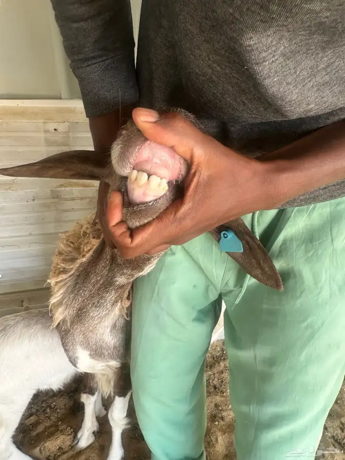 شاة حريه السن ثنيه ومعها رخل تم تم تم البيع 6