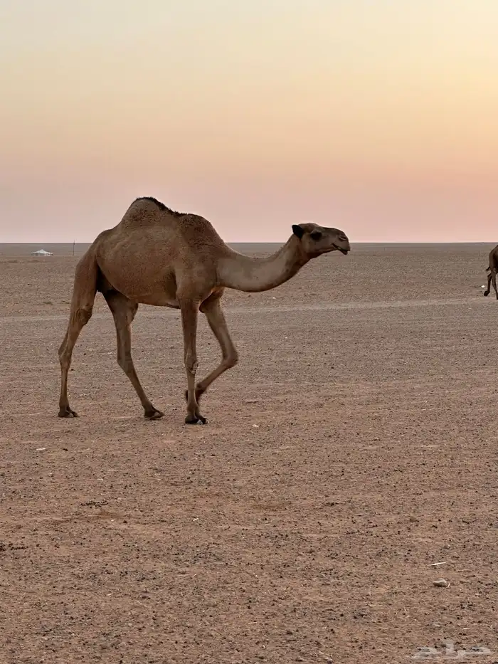 ضريبه ثنيه 0