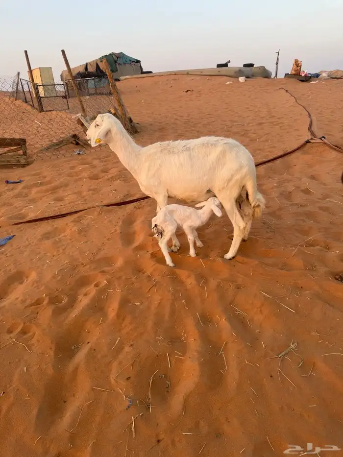 شاه خلفه تحته طلي شرط مشروط 0