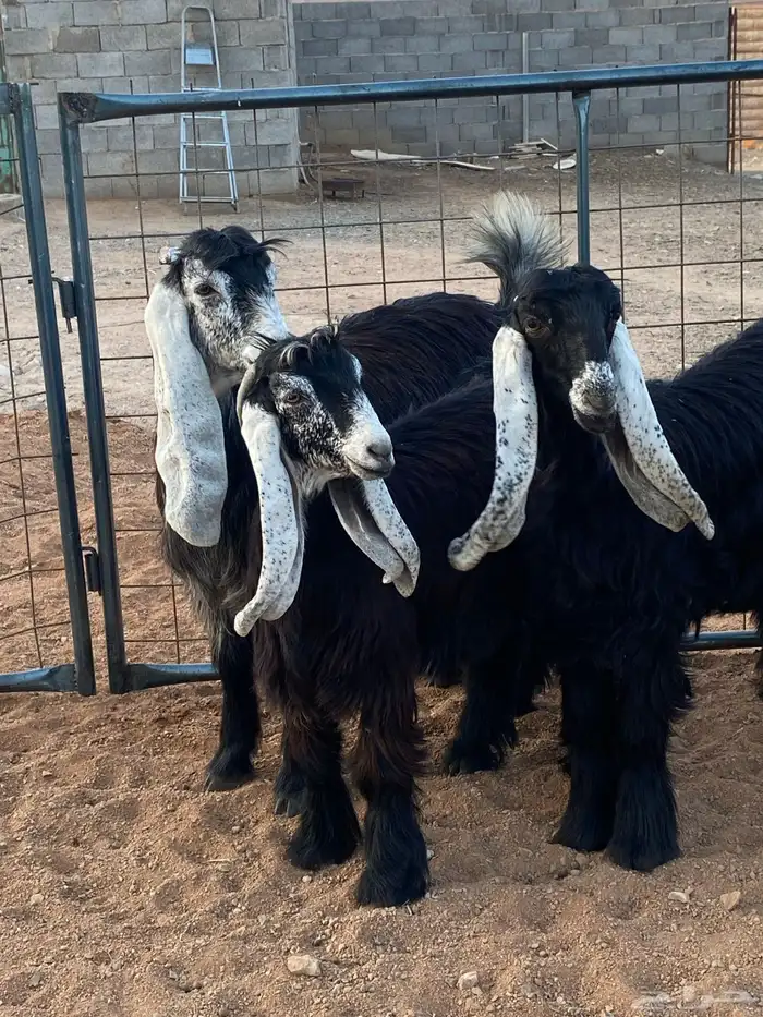 معزا عوارض صنف بفحلها (تم البيع) 18