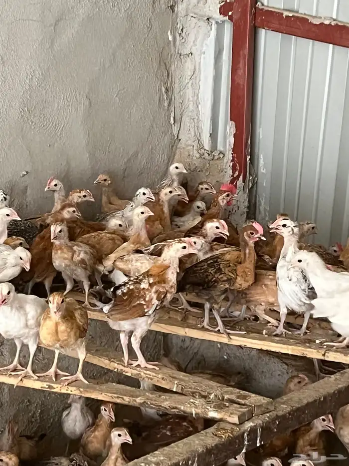 دجاج للبيع 4