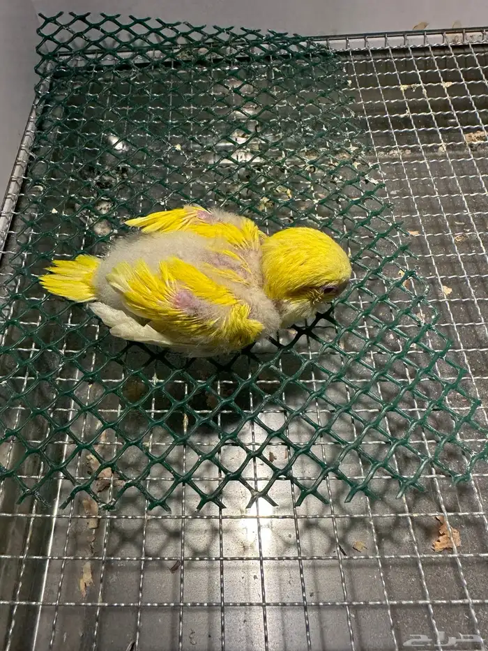 فرخ كويكر ( تم البيع ) 2