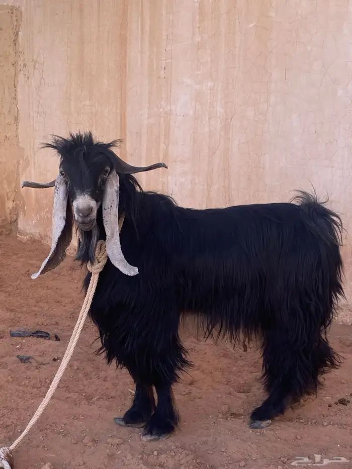 البيع تيس طيب ثني 2