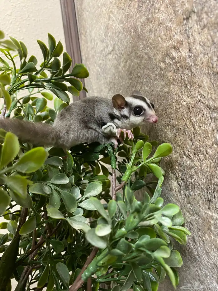 شوقر قلايدر - السنجاب الطائر SugarGlider 16
