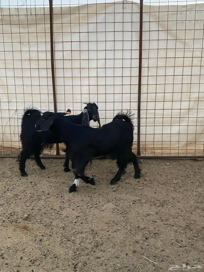 جفار ( تم البيع ) 3