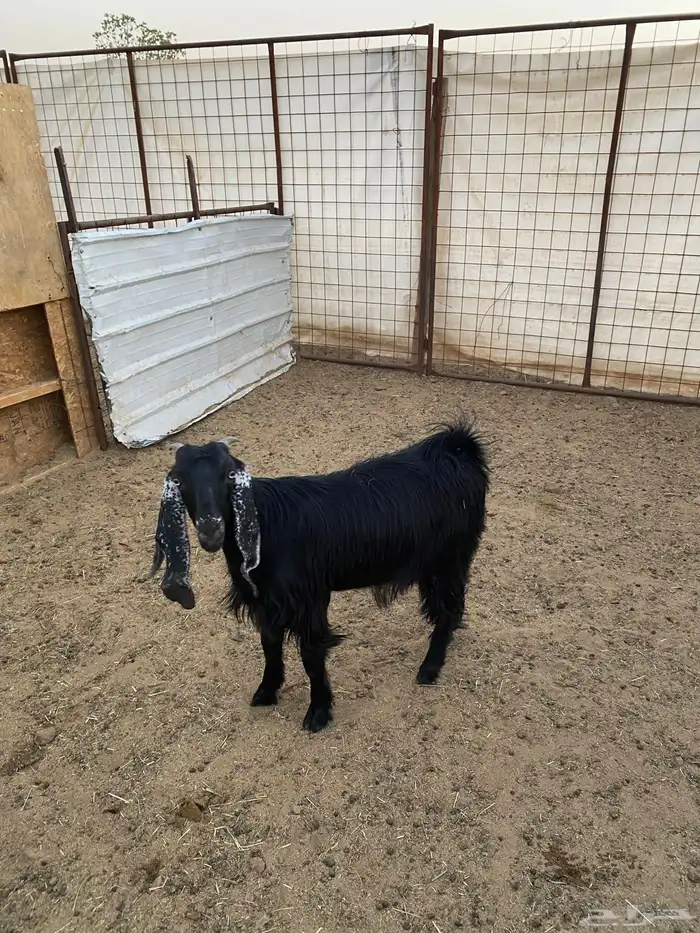 جفار ( تم البيع ) 7