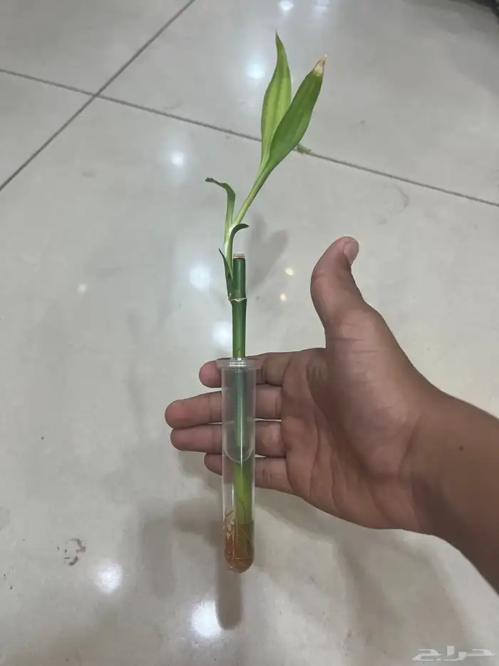 زرعة بامبو هولندي 1