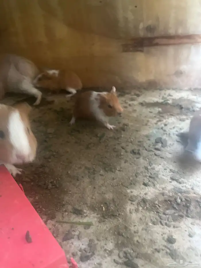 الخنزير الغيني 1