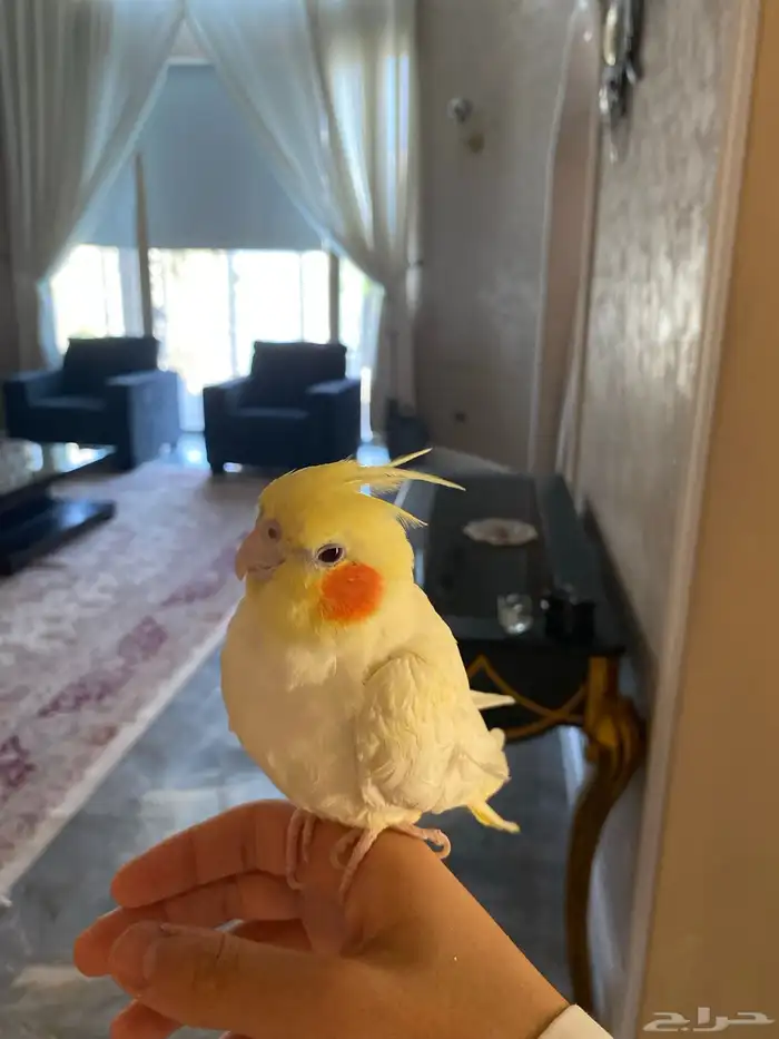 جوز كروان 5