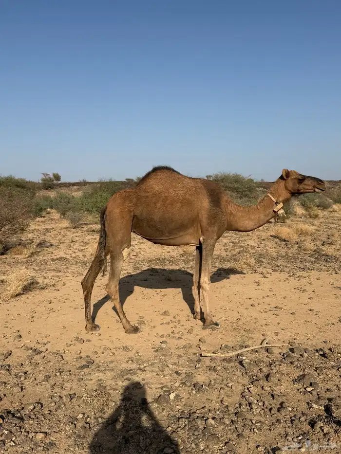 الحمرا القحه العكشي 3