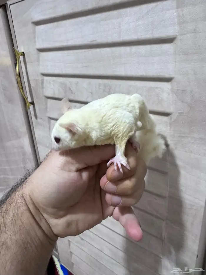 سنجاب شوقر قلايدر 4