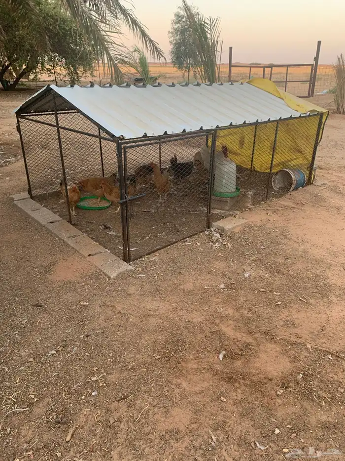شبك دجاج 1