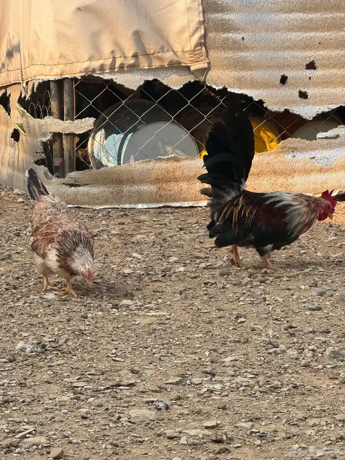 دجاج عربي دجاج جبنيز ديك رومي للبيع 21